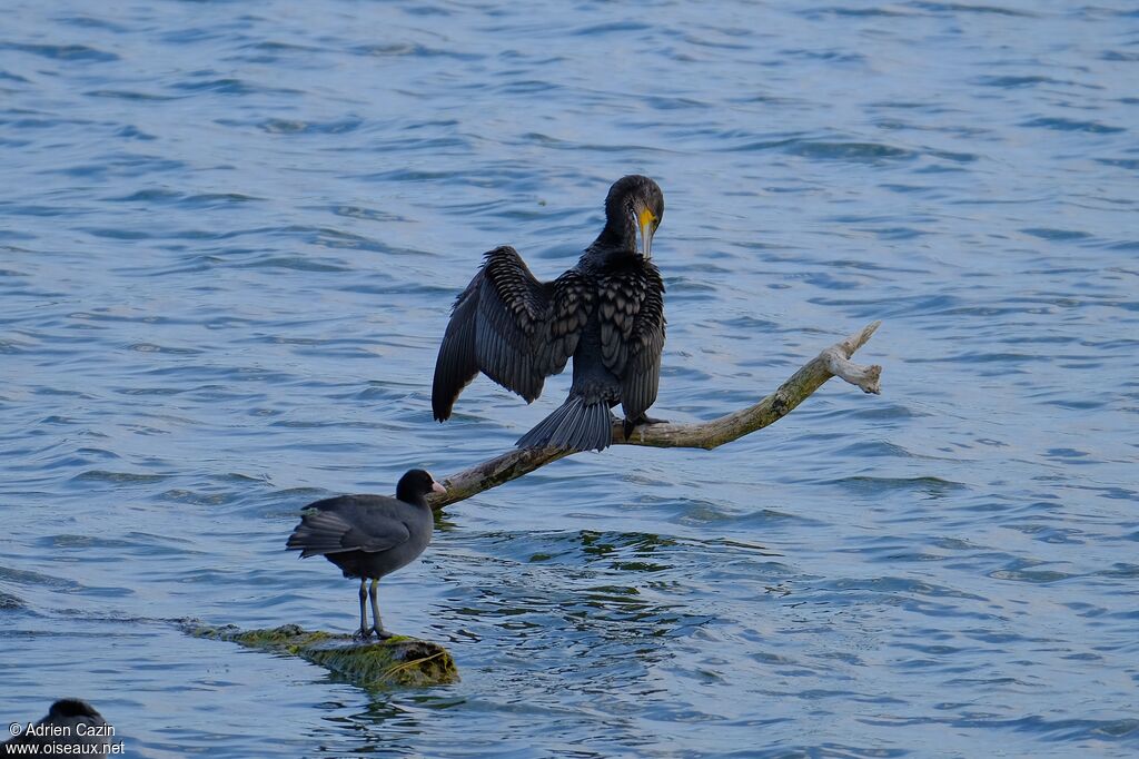Great Cormorantadult, care