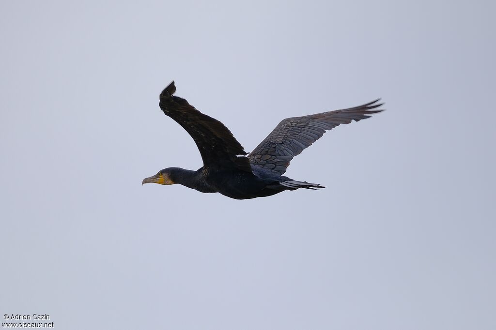 Great Cormorantadult, Flight