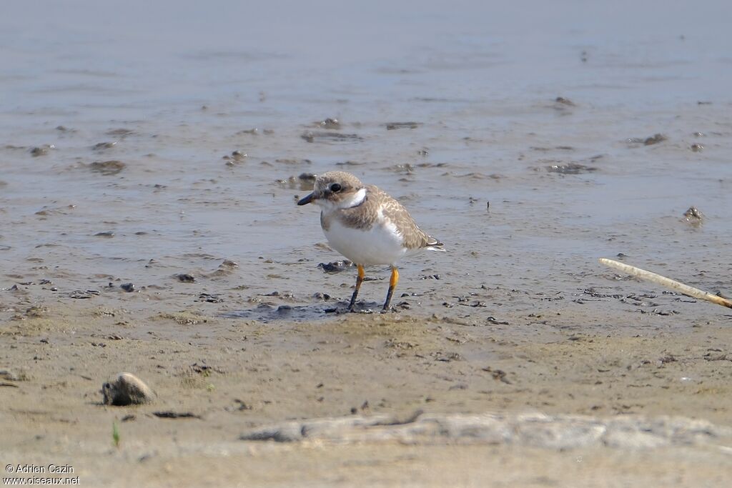 Common Ringed Ploverjuvenile
