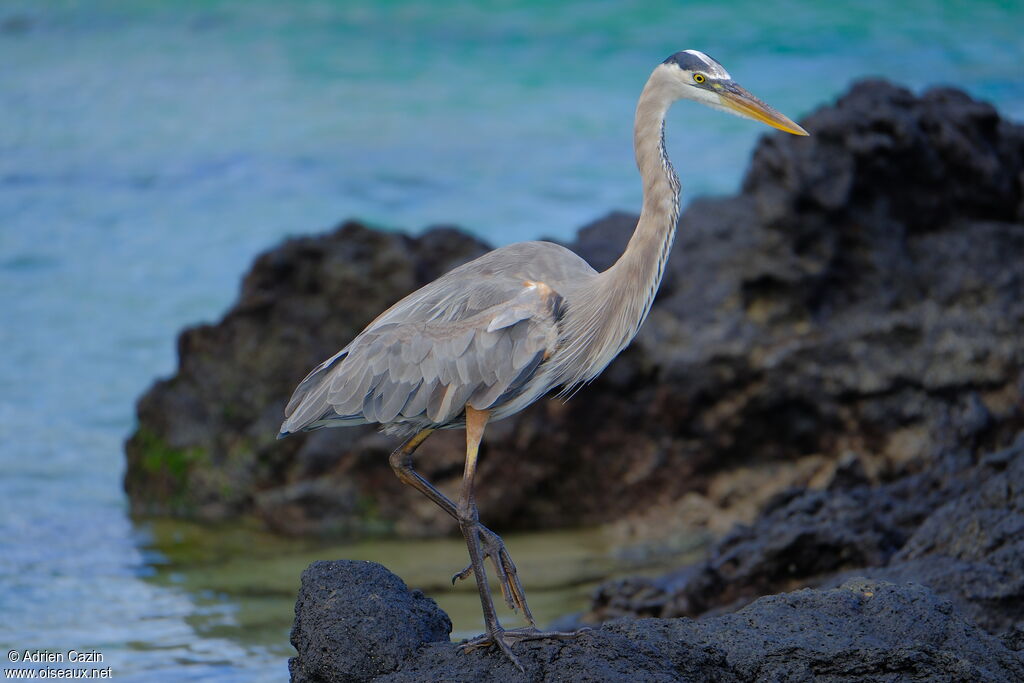 Great Blue Heronadult
