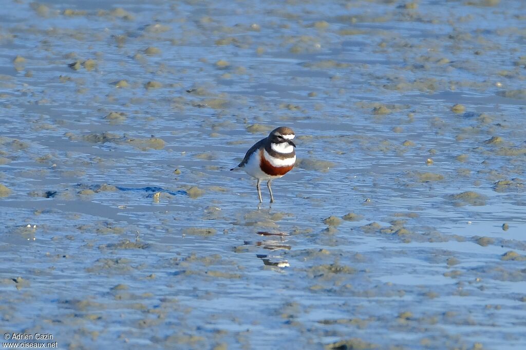Double-banded Ploveradult