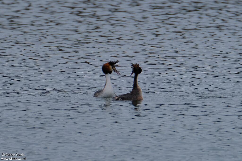 Great Crested Grebeadult breeding