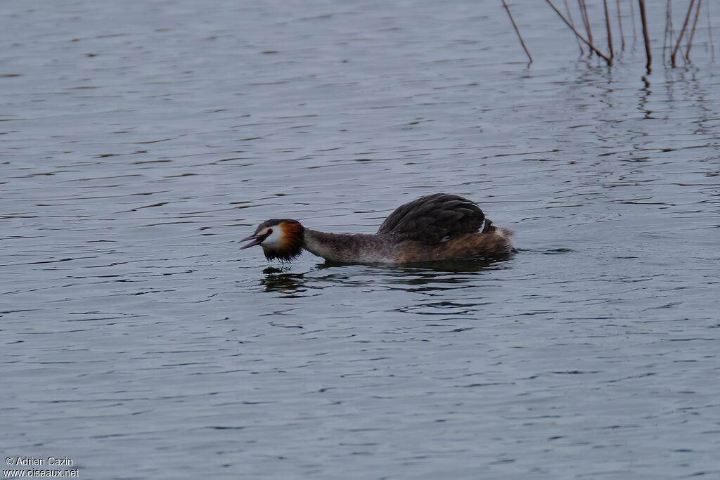 Great Crested Grebeadult breeding, song
