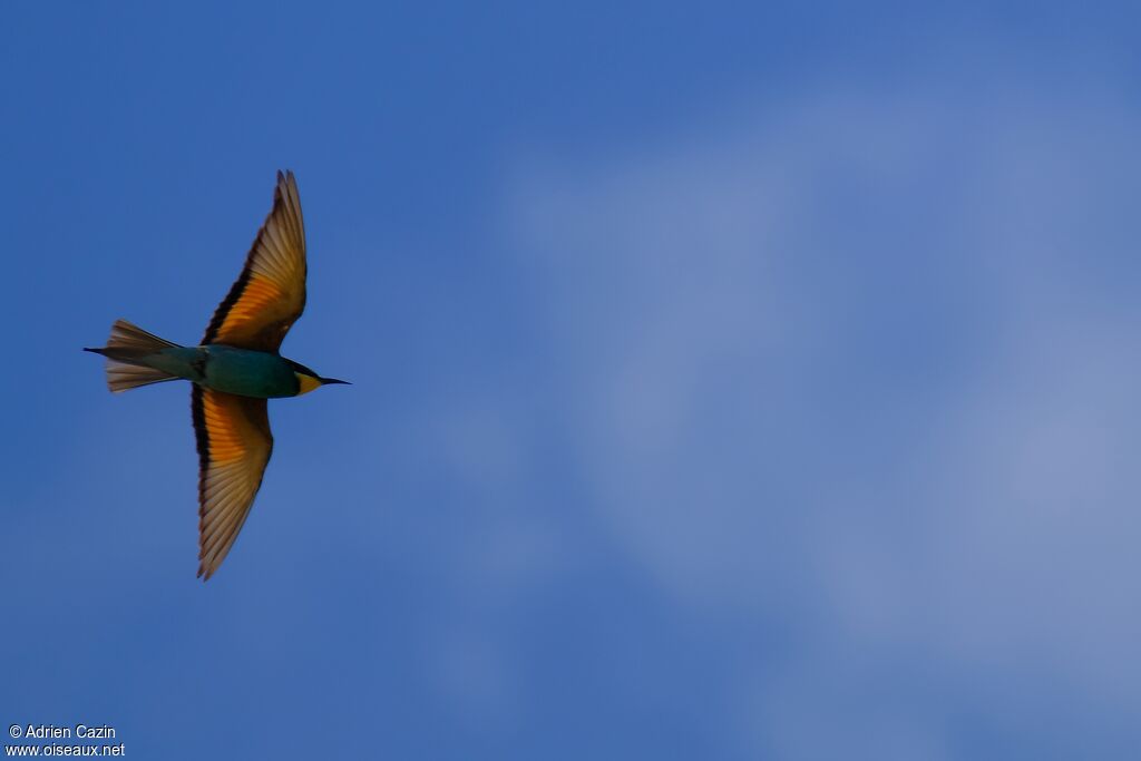 European Bee-eateradult, Flight