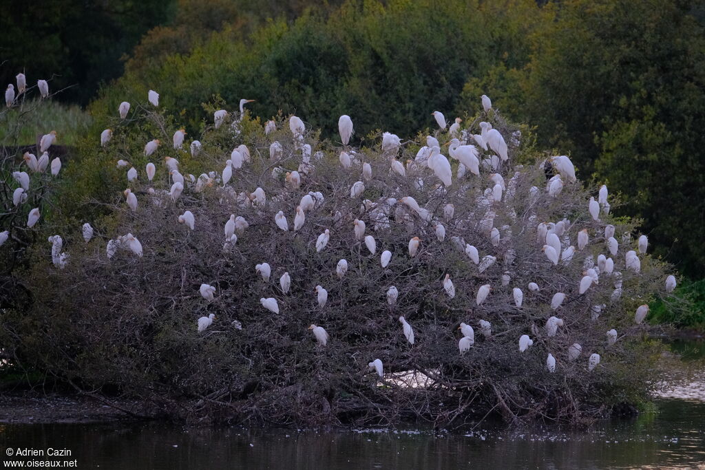 Western Cattle Egret