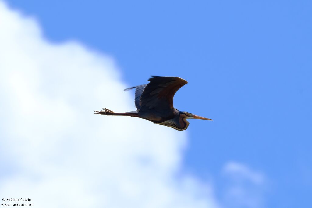 Purple Heronadult, Flight