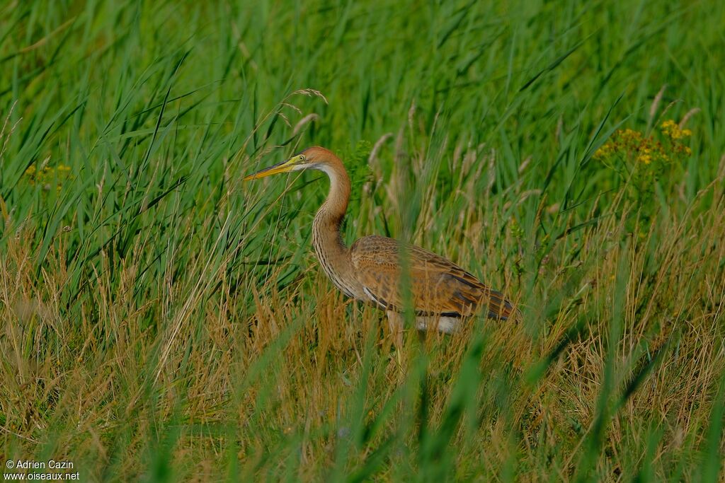 Purple Heronjuvenile, identification