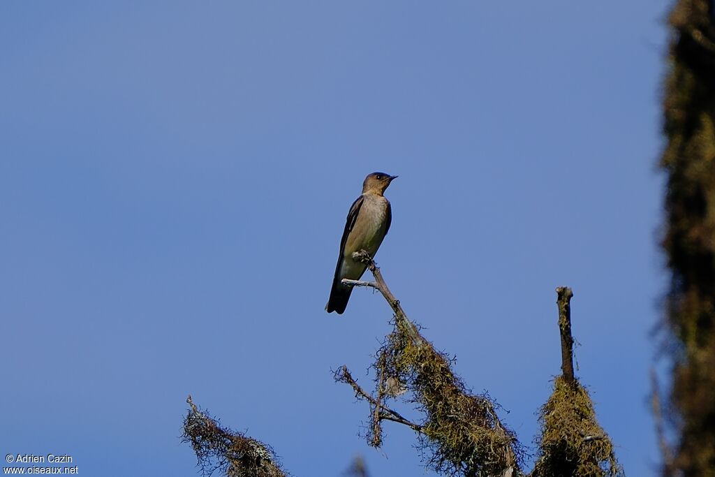 Southern Rough-winged Swallow