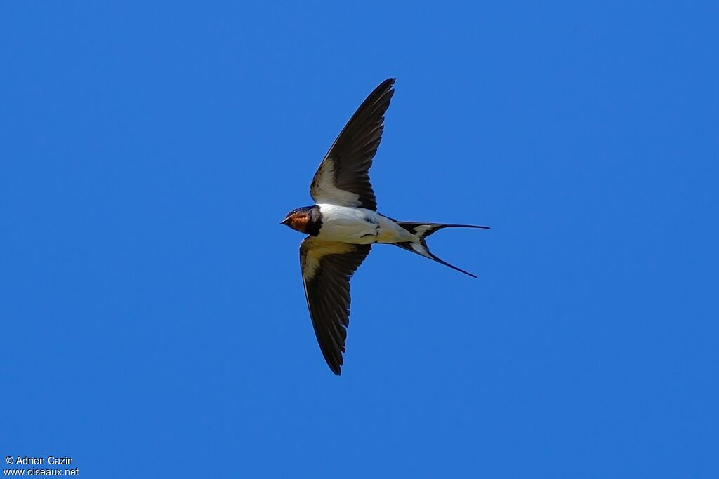 Barn Swallowadult, Flight