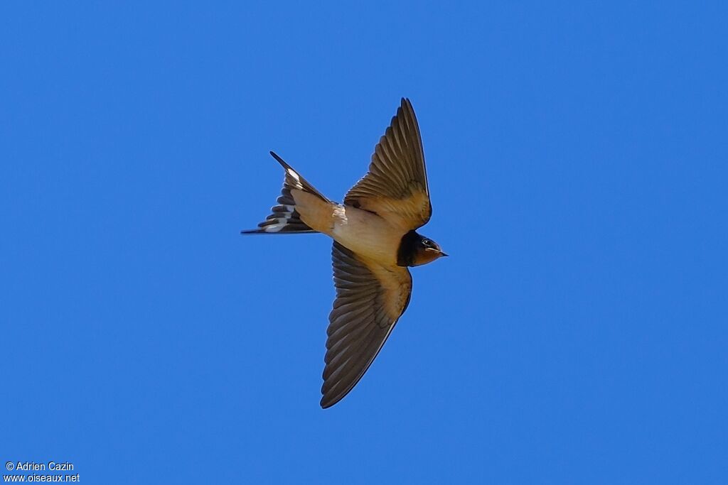 Barn Swallowadult, Flight