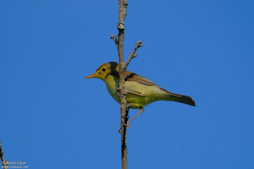 Hypolaïs polyglotteadulte, identification