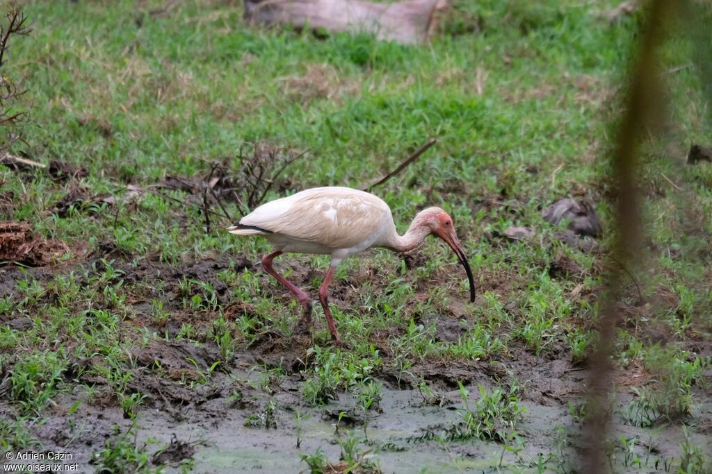American White Ibis