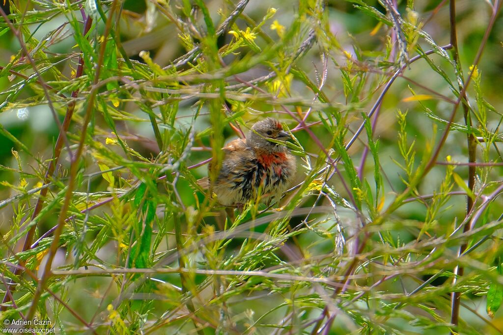 Common Linnet male adult breeding