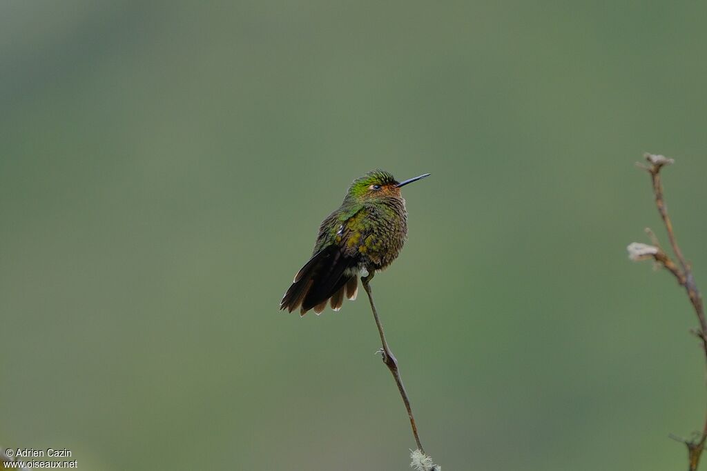 Viridian Metaltail female adult