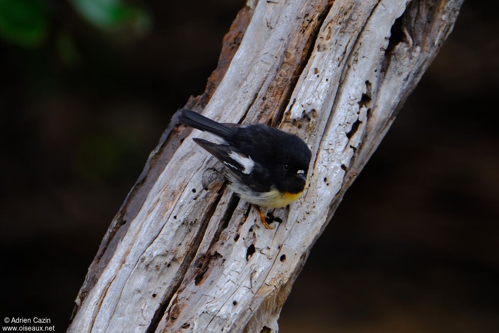 Tomtit male adult