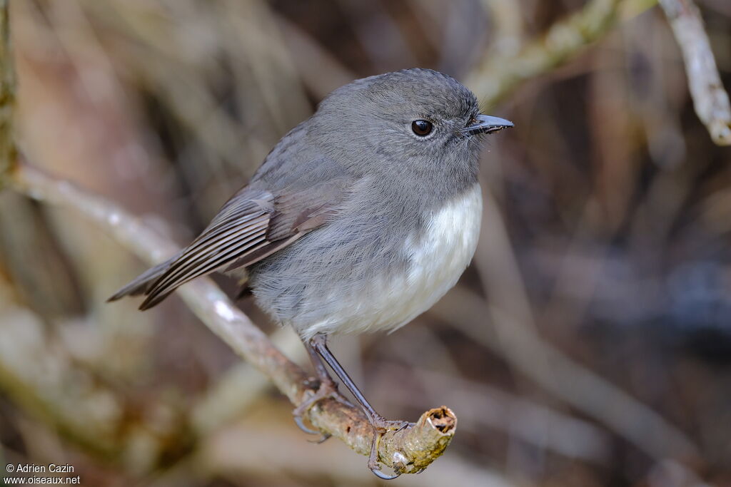 South Island Robinadult, identification