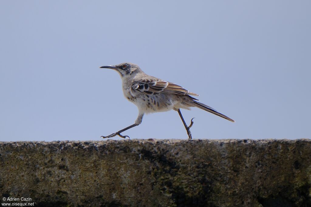Espanola Mockingbirdadult, walking