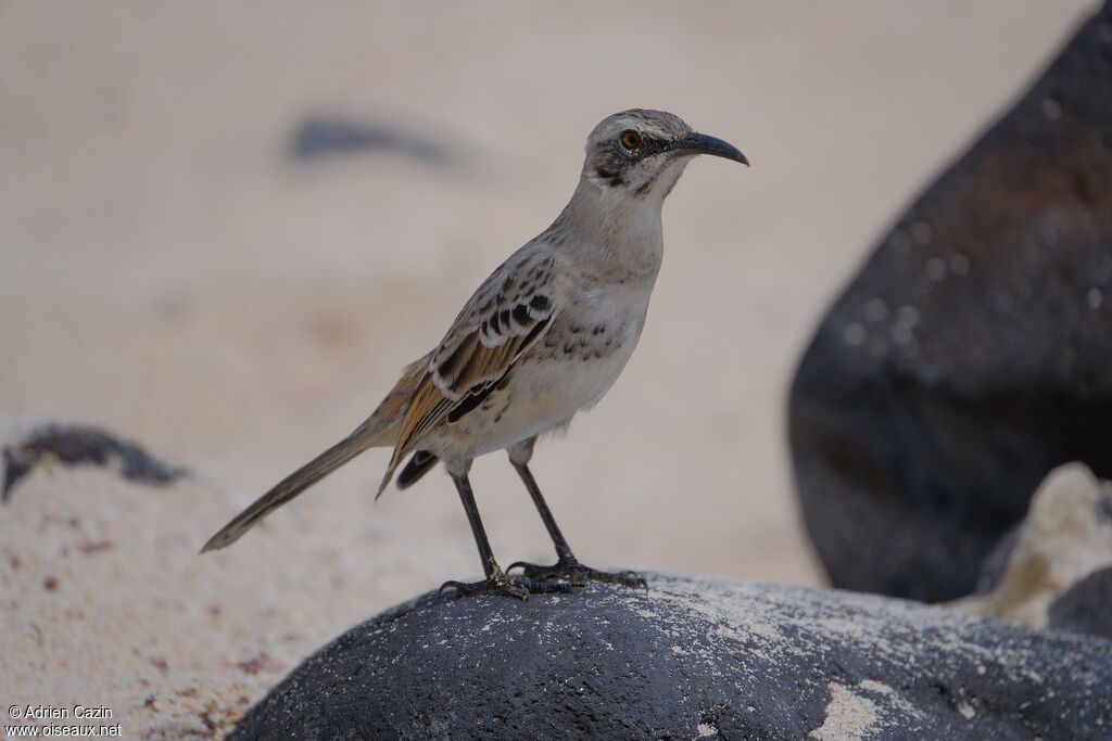 Espanola Mockingbirdadult, identification