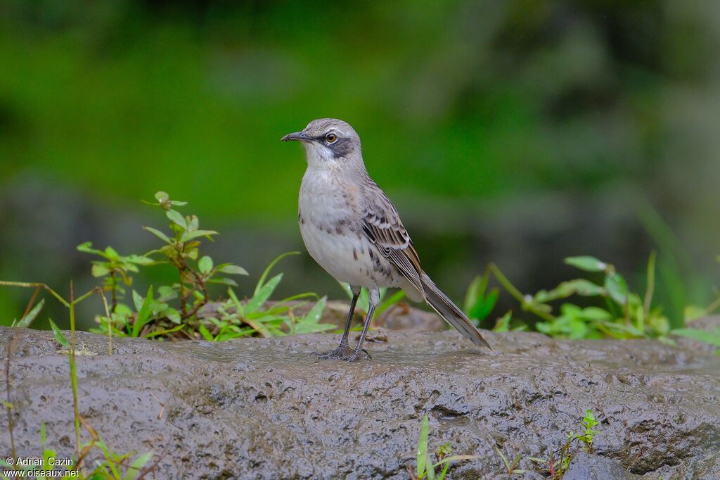 San Cristobal Mockingbirdadult, identification
