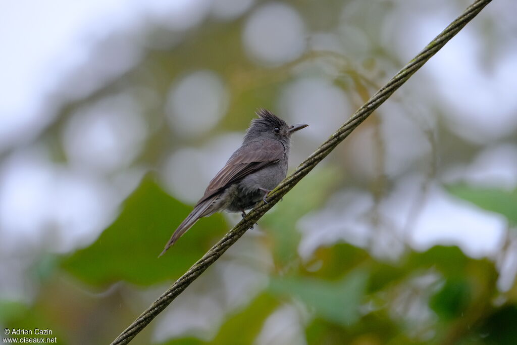 Smoke-colored Peweeadult