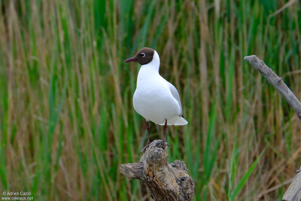Mouette rieuseadulte nuptial, identification