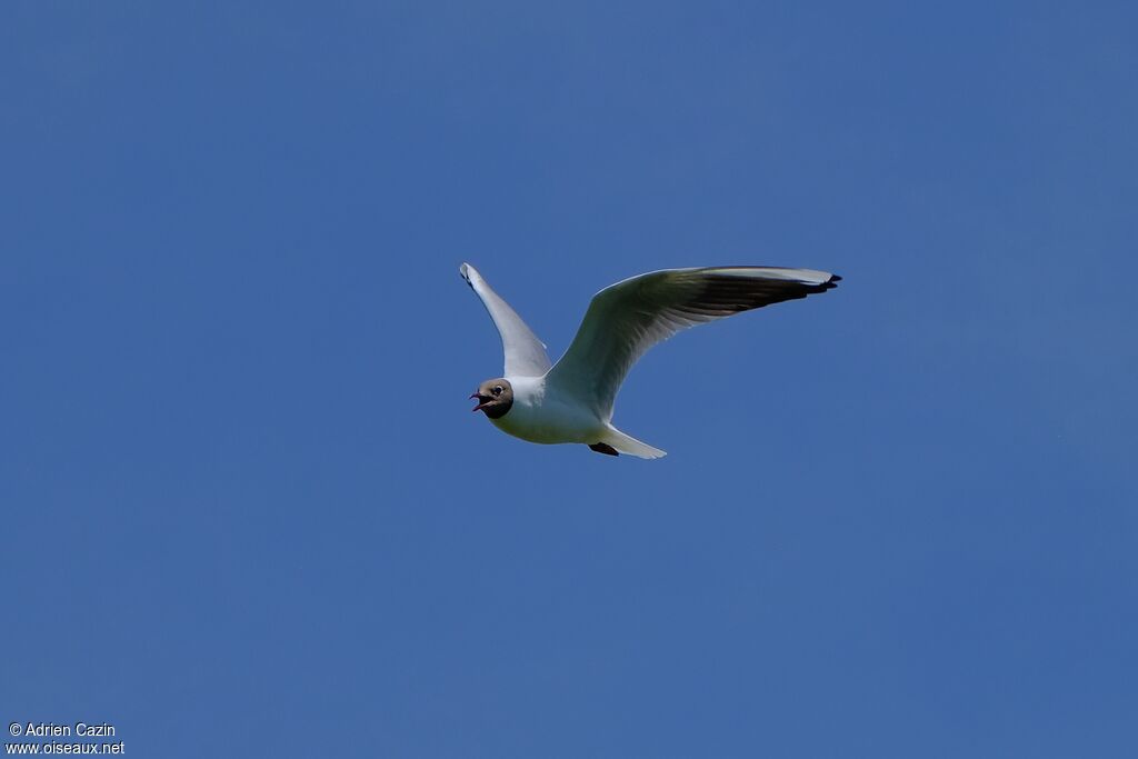 Black-headed Gulladult breeding, Flight, song