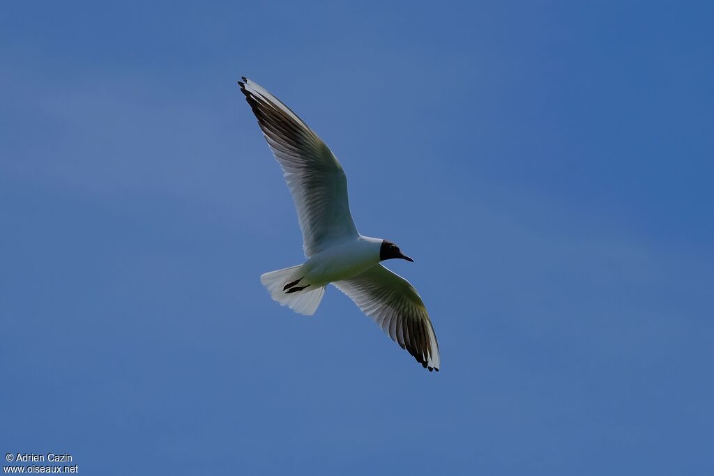 Black-headed Gulladult breeding, Flight