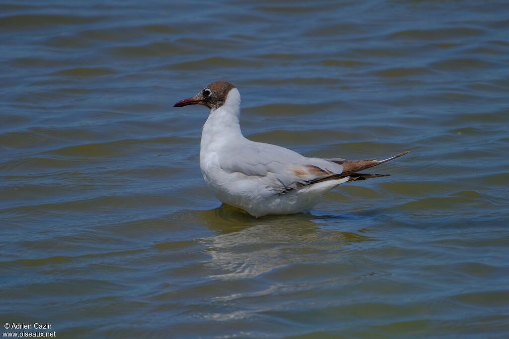 Black-headed Gulladult breeding, identification