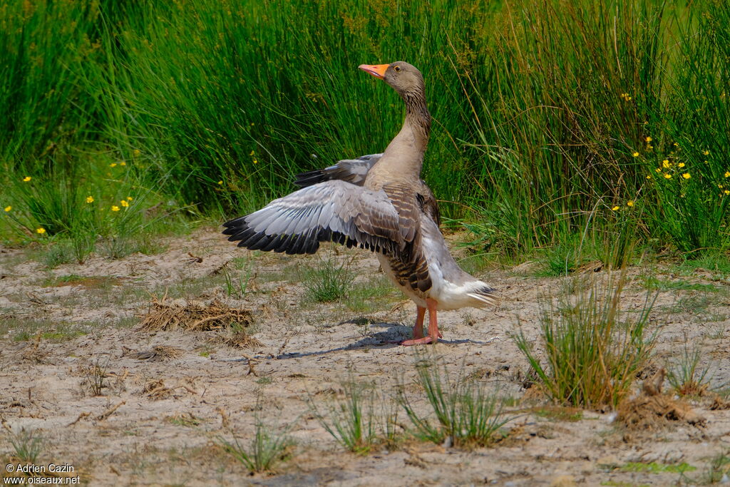 Greylag Gooseadult, identification, Behaviour