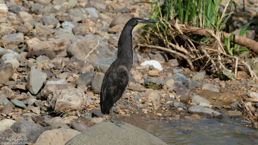 Bare-throated Tiger Heronadult, identification