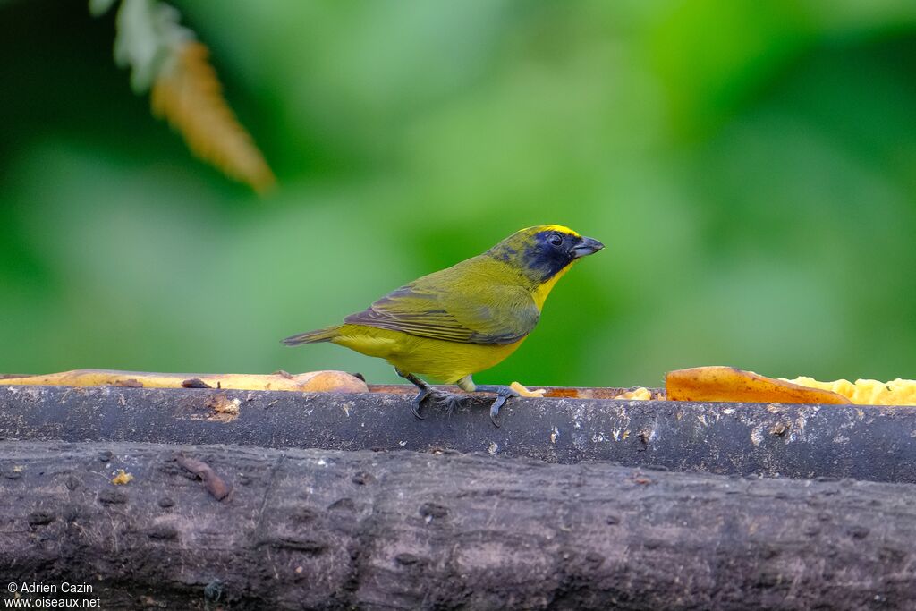 Thick-billed Euphoniaimmature