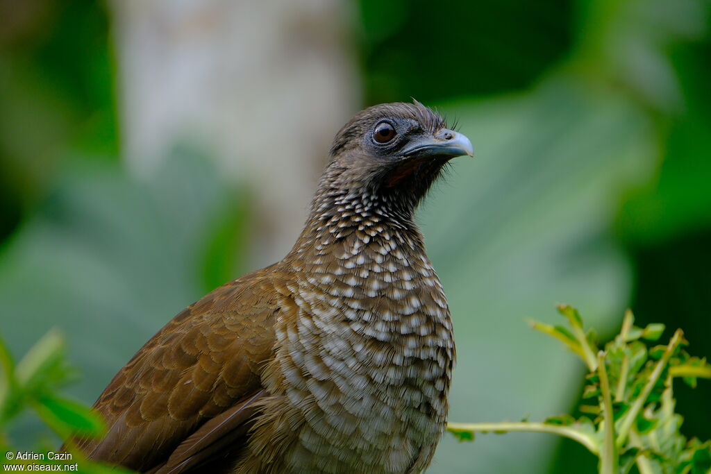 Speckled Chachalacaadult, close-up portrait