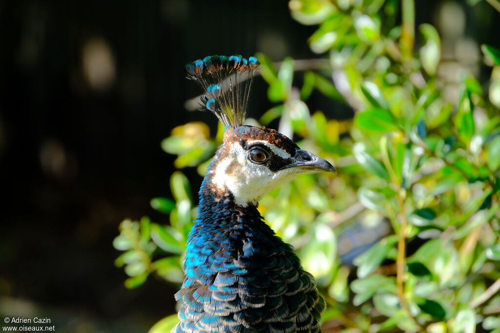 Paon bleu femelle adulte, portrait
