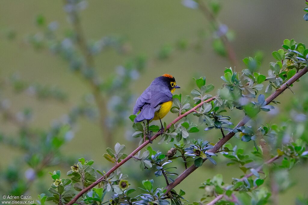 Paruline à lunettesadulte