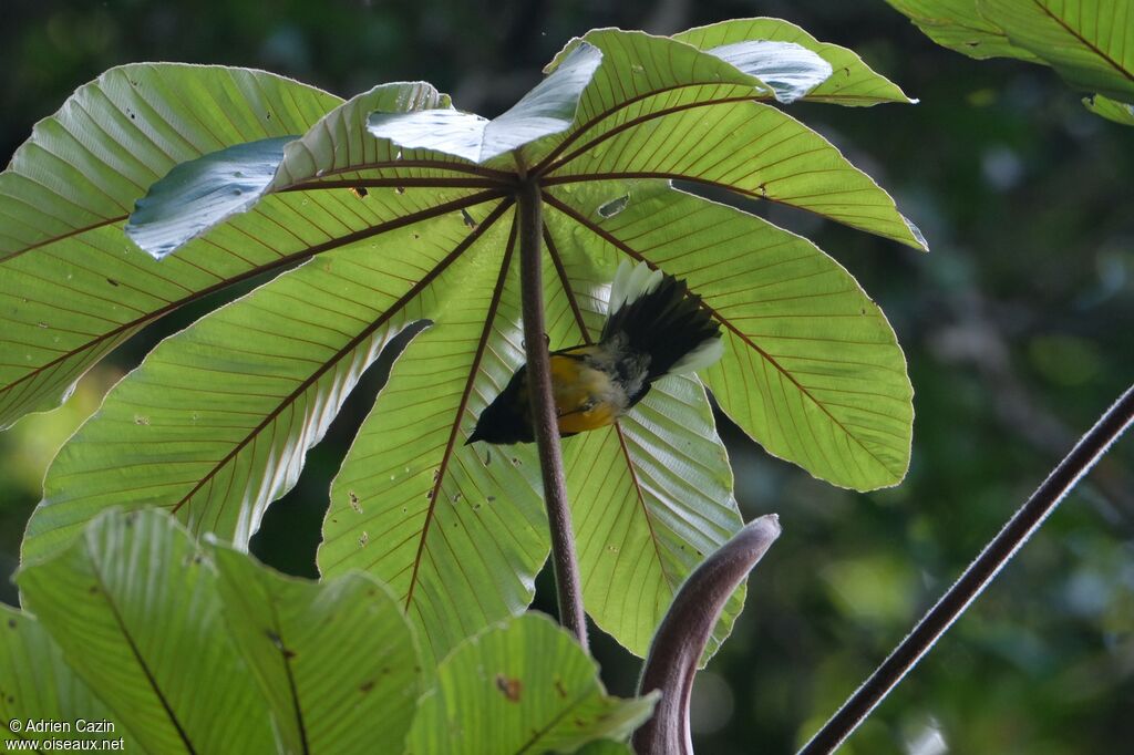 Slate-throated Whitestartadult