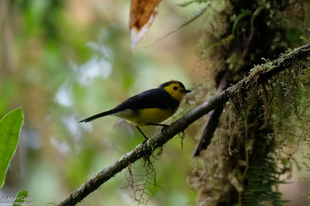 Collared Whitestartadult, identification