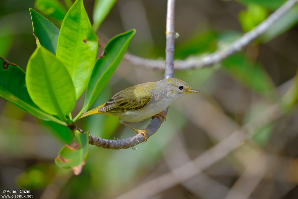 Paruline des mangrovessubadulte