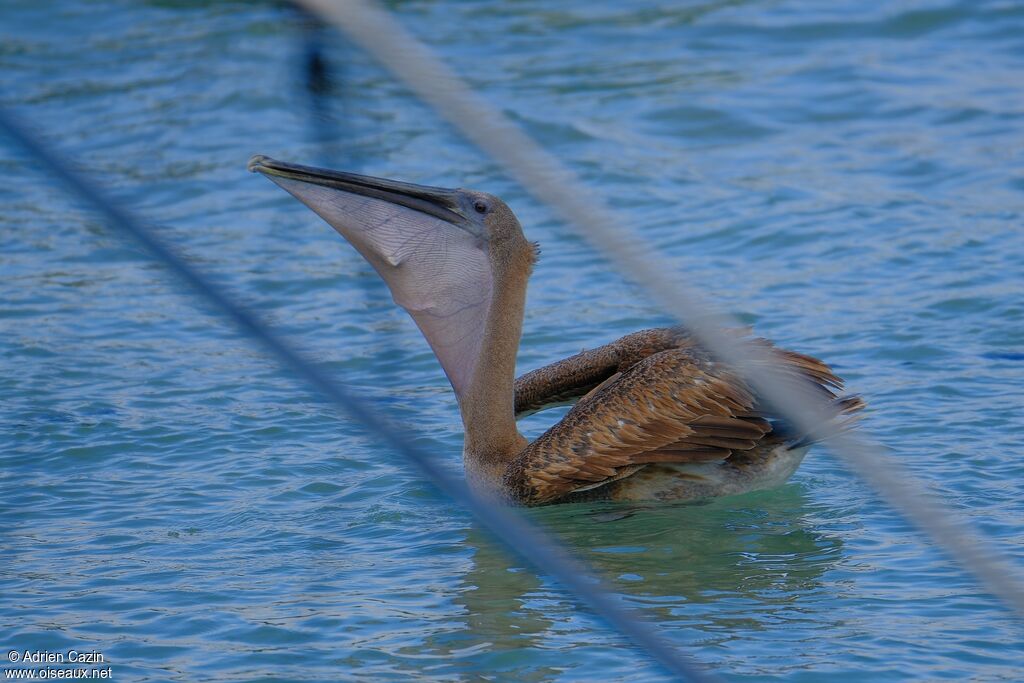 Pélican brunjuvénile, pêche/chasse