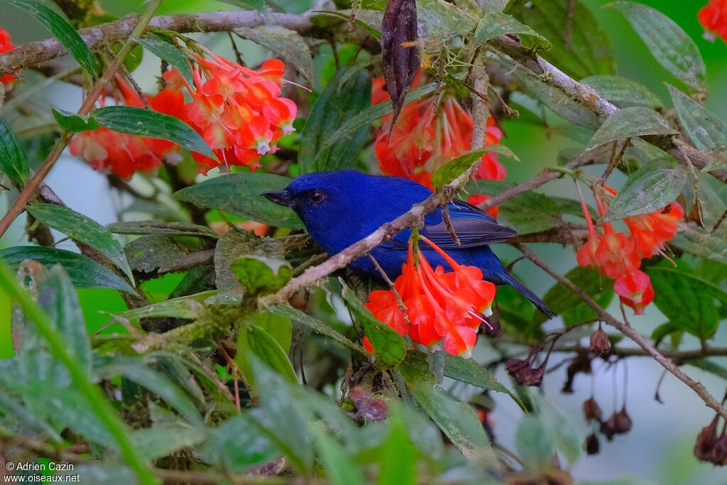 Percefleur indigoadulte, identification