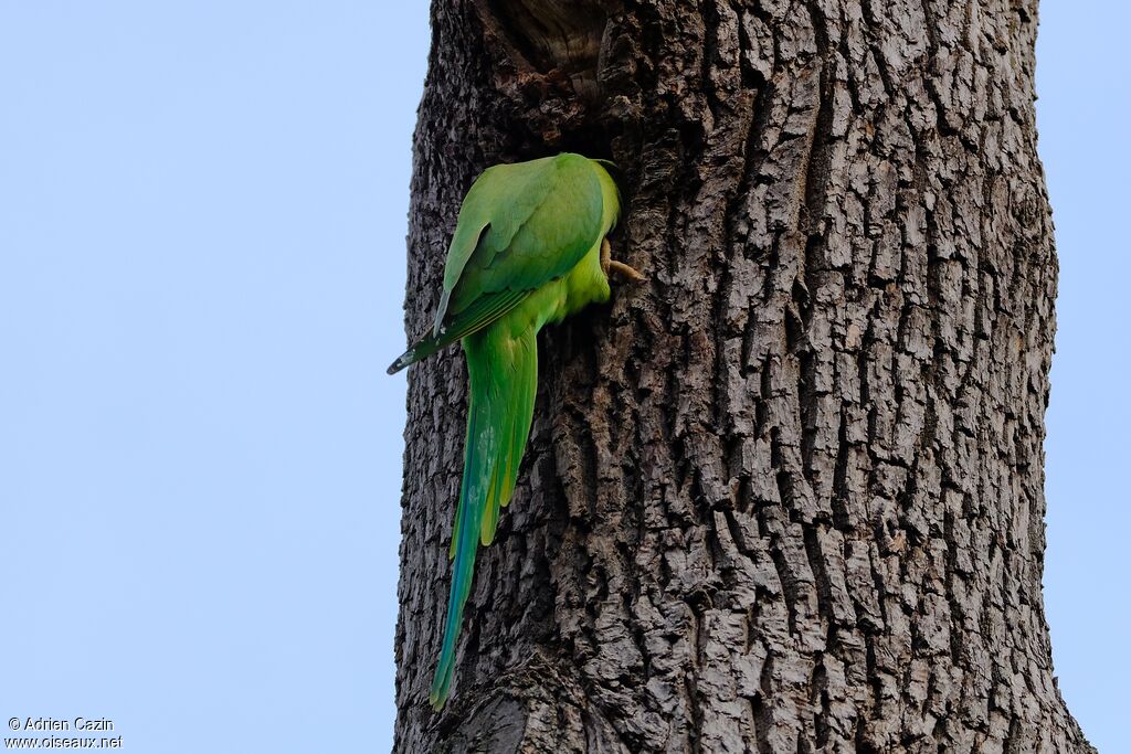 Rose-ringed Parakeet female adult, Reproduction-nesting
