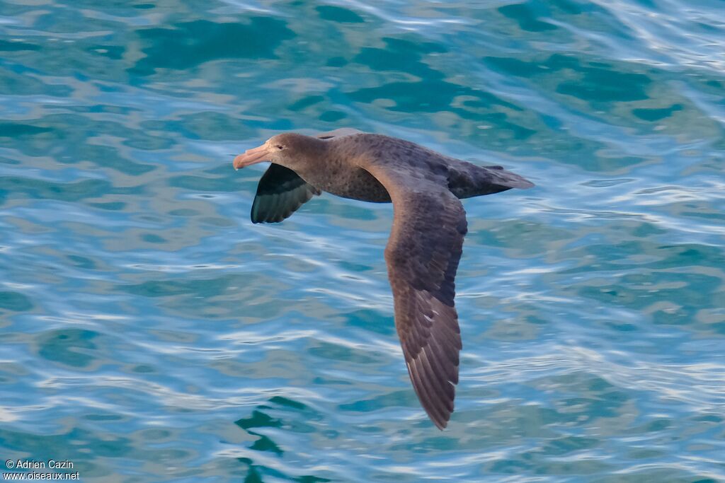 Northern Giant Petreladult, identification