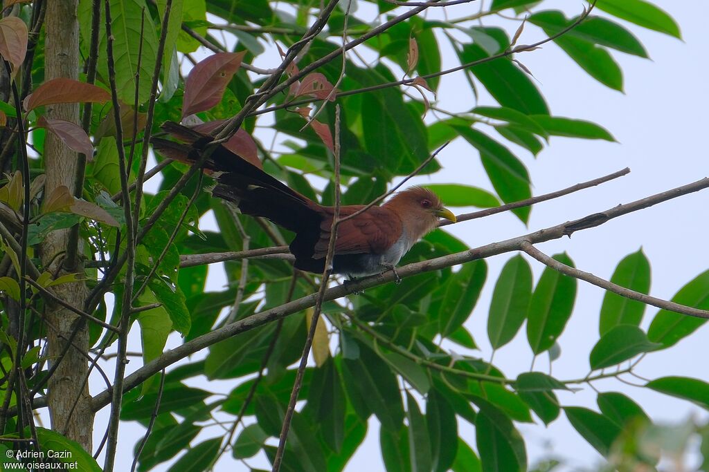 Squirrel Cuckooadult