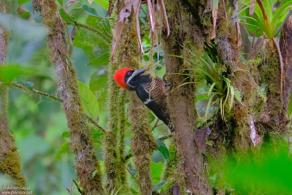 Pic puissant mâle adulte, identification
