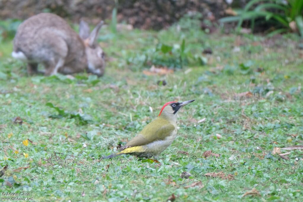 European Green Woodpecker