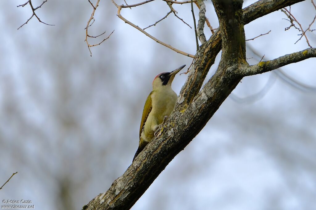 European Green Woodpecker female adult