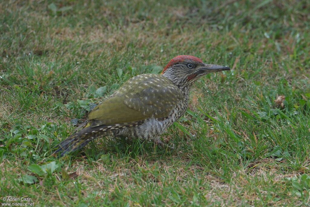 Pic vert mâle juvénile, identification
