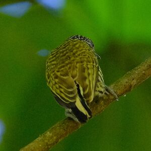 Picumne de Lafresnaye