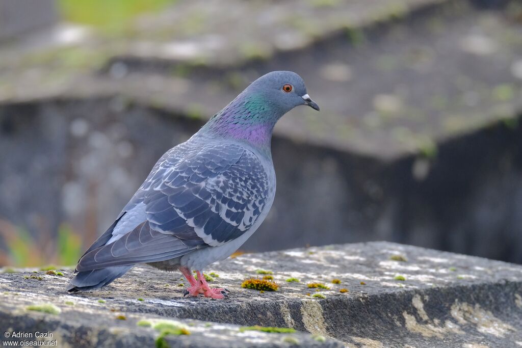 Pigeon bisetadulte, identification