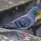 Pigeon biset