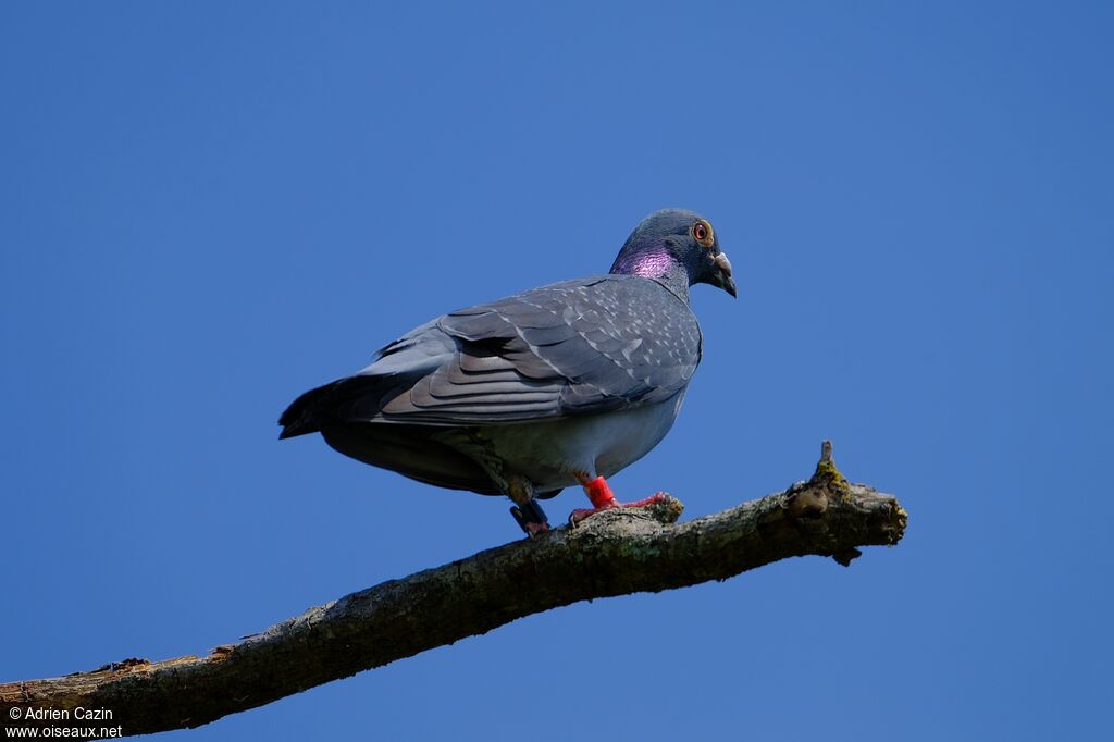 Pigeon bisetadulte